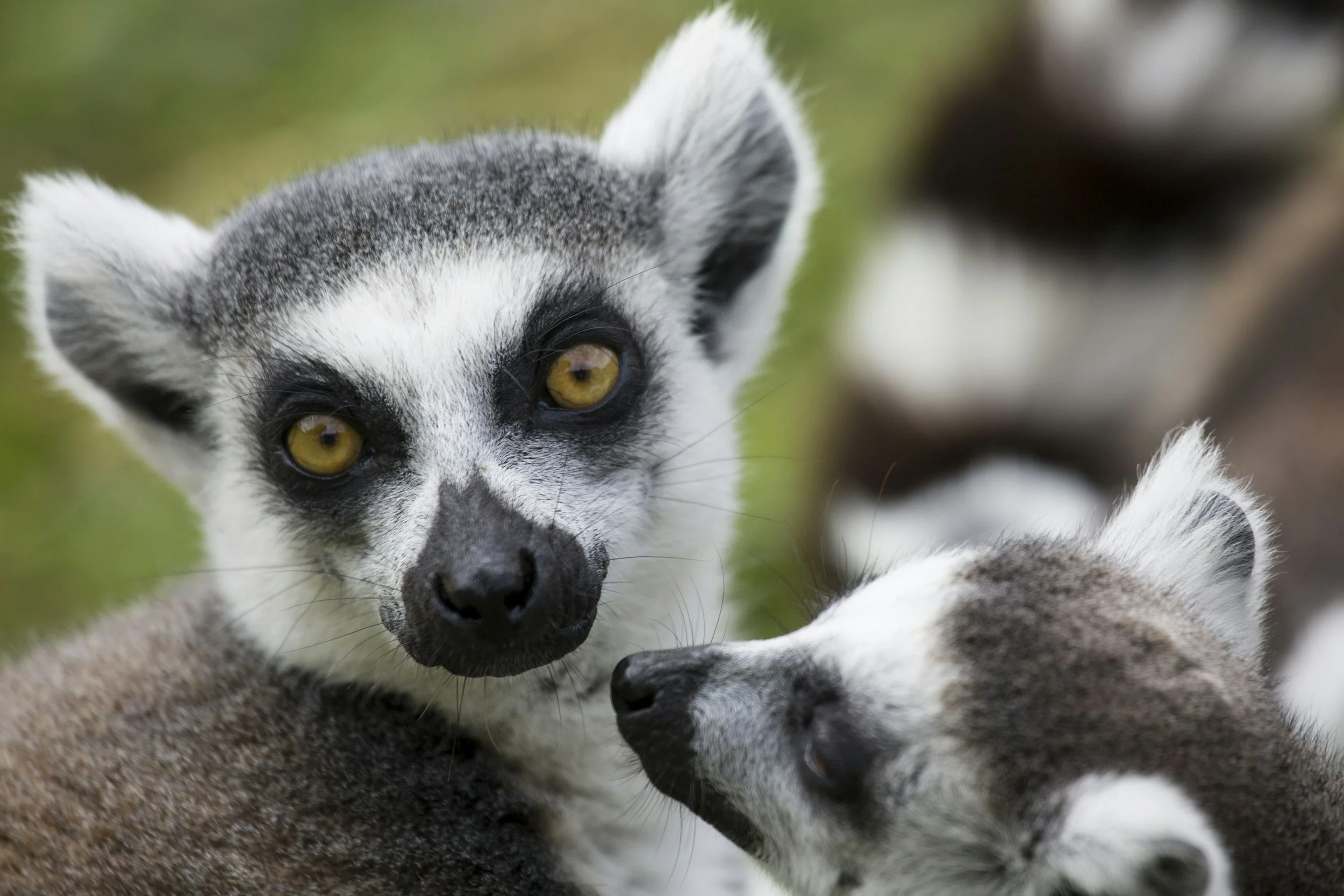 Viaje de yoga de 10 días por Madagascar: selva, baobabs y Nosy Be 4