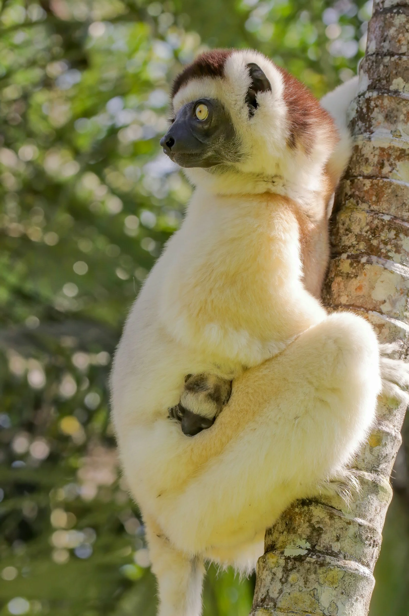 10 Tage Madagaskar Yoga-Reise: Regenwald, Baobabs & Nosy Be