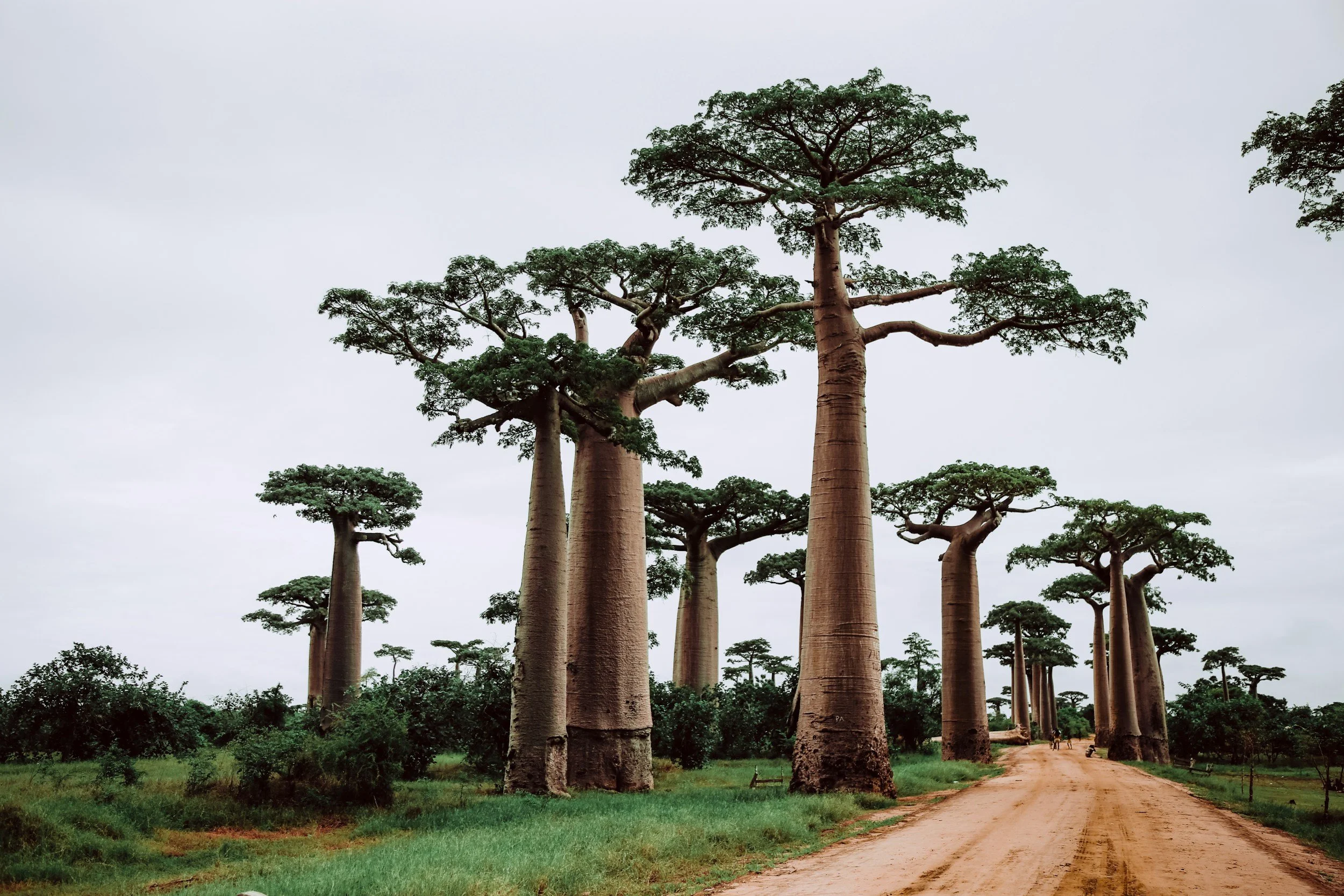 Voyage yoga de 10 jours à Madagascar : forêt tropicale, baobabs et Nosy Be