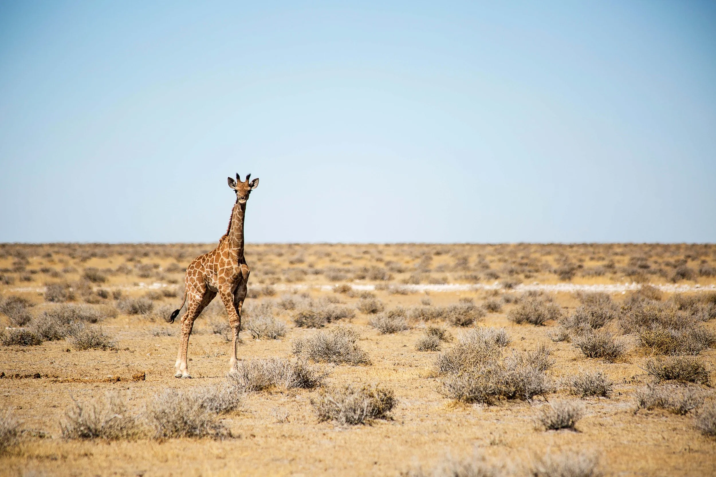 Aventure yoga « Mindfully Wild » de 10 jours en Namibie, novembre 2026