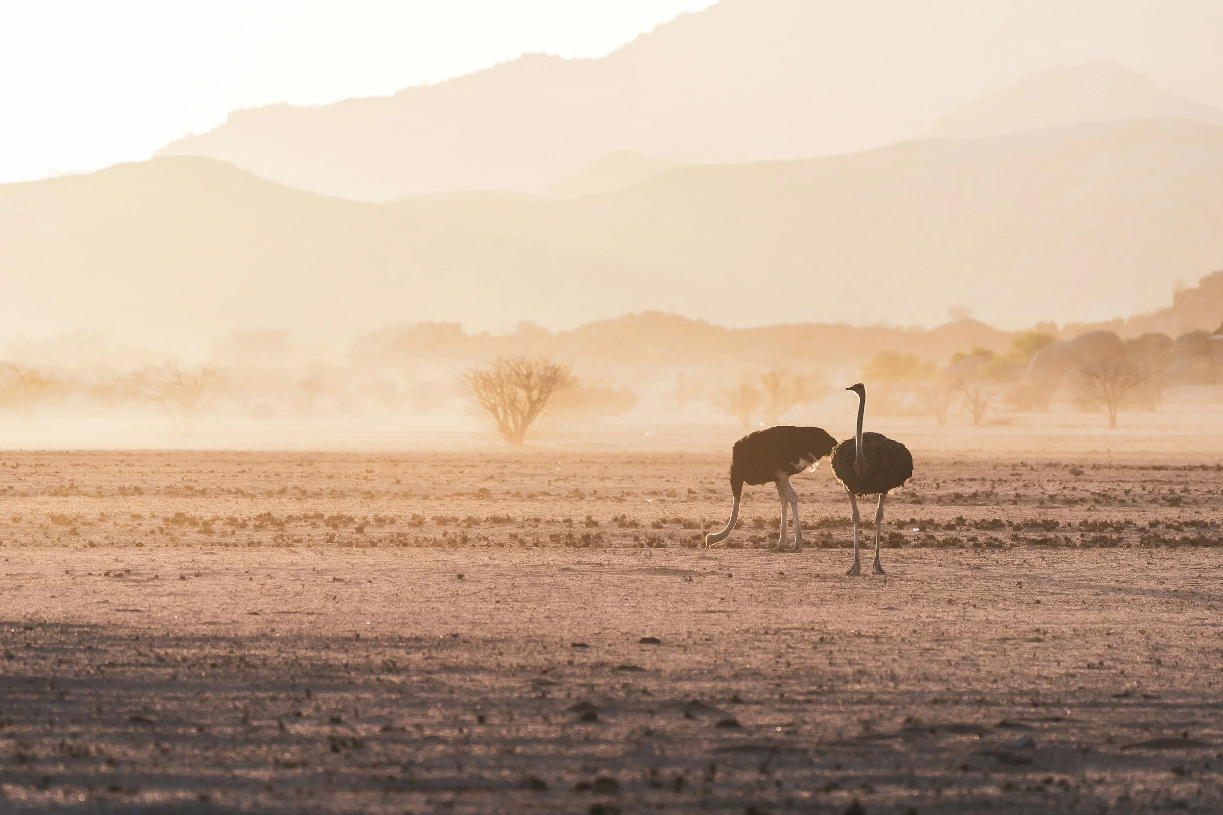 10 Tage wildes Namibia: Yoga-Reise in abgelegener Natur