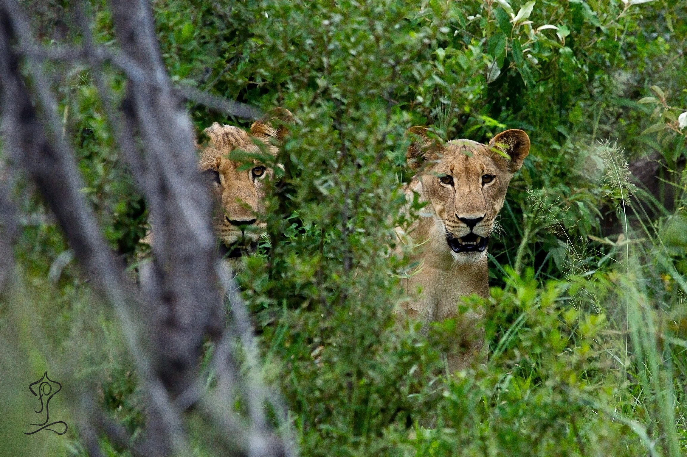 10 Tage Namibia Highlights: Yoga- & Safari-Abenteuer 2