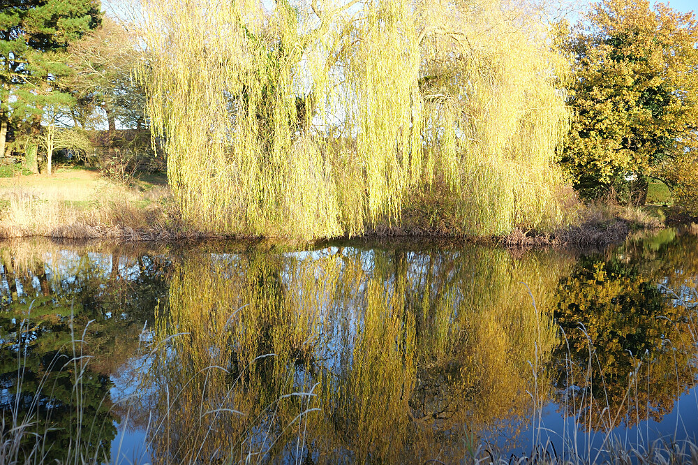 Programme de retraite Ayurveda de détox et de longévité de 11 jours (formule flexible), Royaume-Uni 6