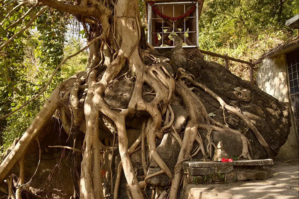 11-tägiges Vipassana-Meditationsprogramm „Silent Awakening“ in Indien 26