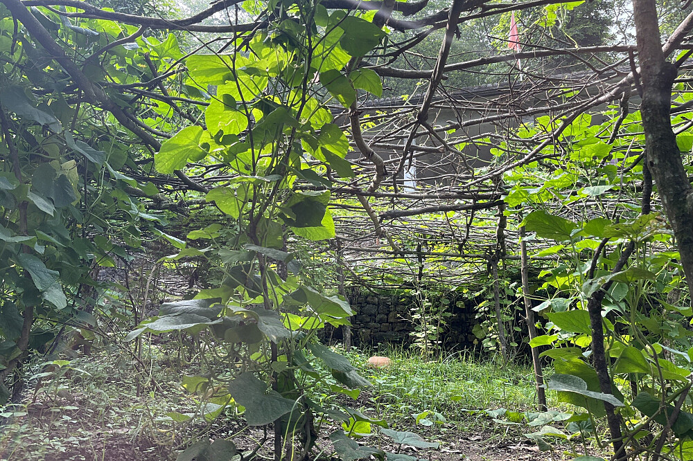11-tägiges Vipassana-Meditationsprogramm „Silent Awakening“ in Indien 9