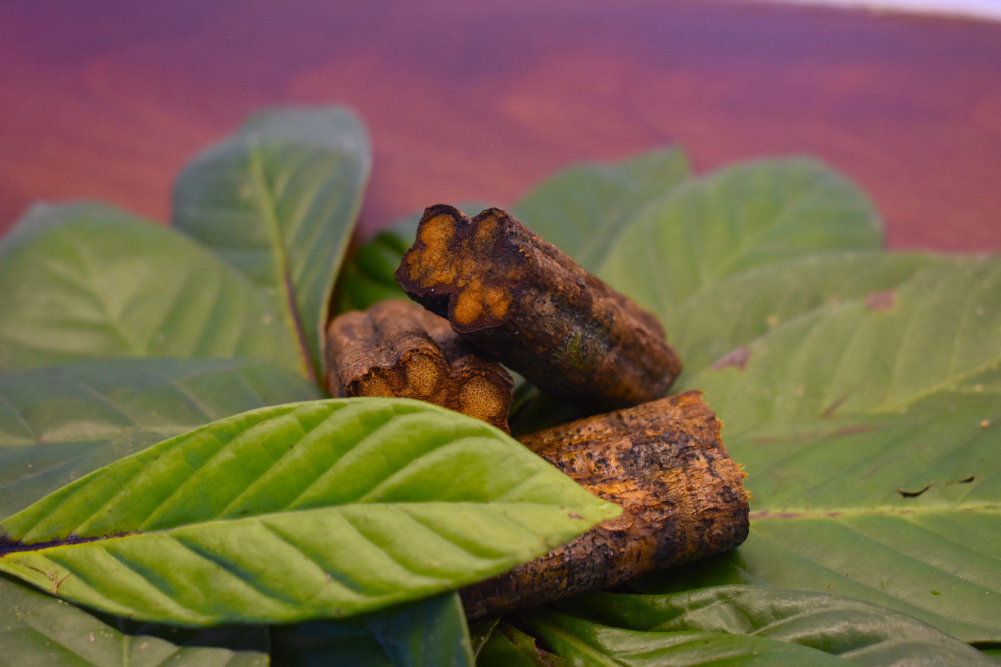 14-Day Ayahuasca Retreat with Flow Brazil Yoga, Meditation and Massages in Salvador da Bahia, Brazil 4
