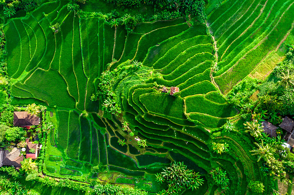 14 Day 'Eat Pray Love' Shamanic Blessing & Yoga Retreat, Bali 23
