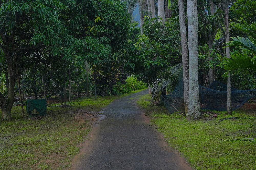 14 giorni di Master Cleanse, detox e ritiro di Ayurveda ad Adimali, Munnar, Kerala 44