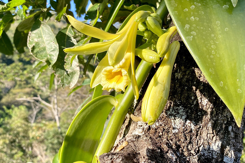15 Tage Naturerlebnis-Retreat & Volunteering in Costa Rica 30