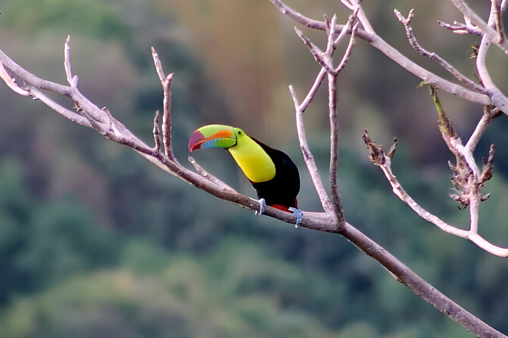 15 Tage Naturerlebnis-Retreat & Volunteering in Costa Rica 34