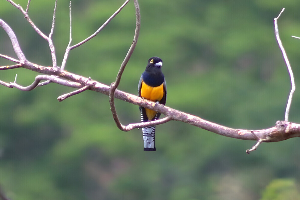 15 Tage Naturerlebnis-Retreat & Volunteering in Costa Rica 33
