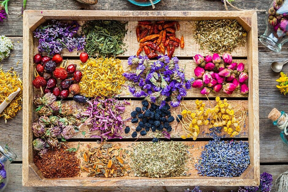 Formation de professeur d'Ayurveda et de Yin Yoga de 20 jours, 200 heures, à Goa, en Inde 43