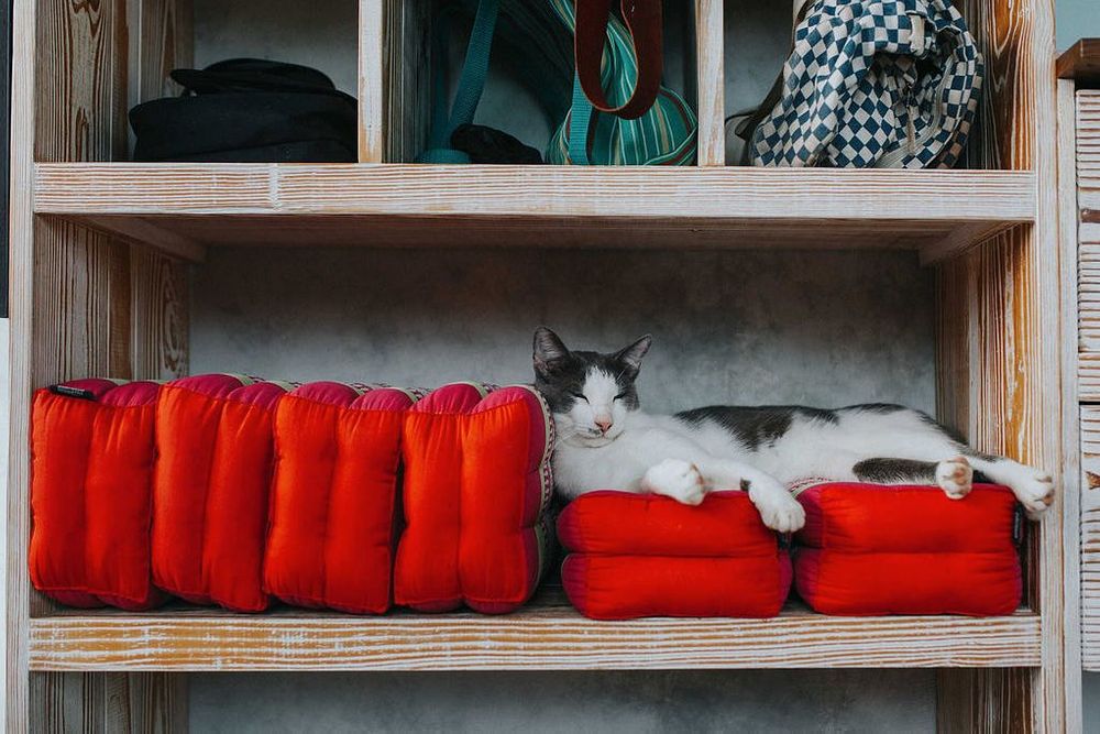 21 días para crear el hábito de la práctica: yoga, meditación, descanso, México 24