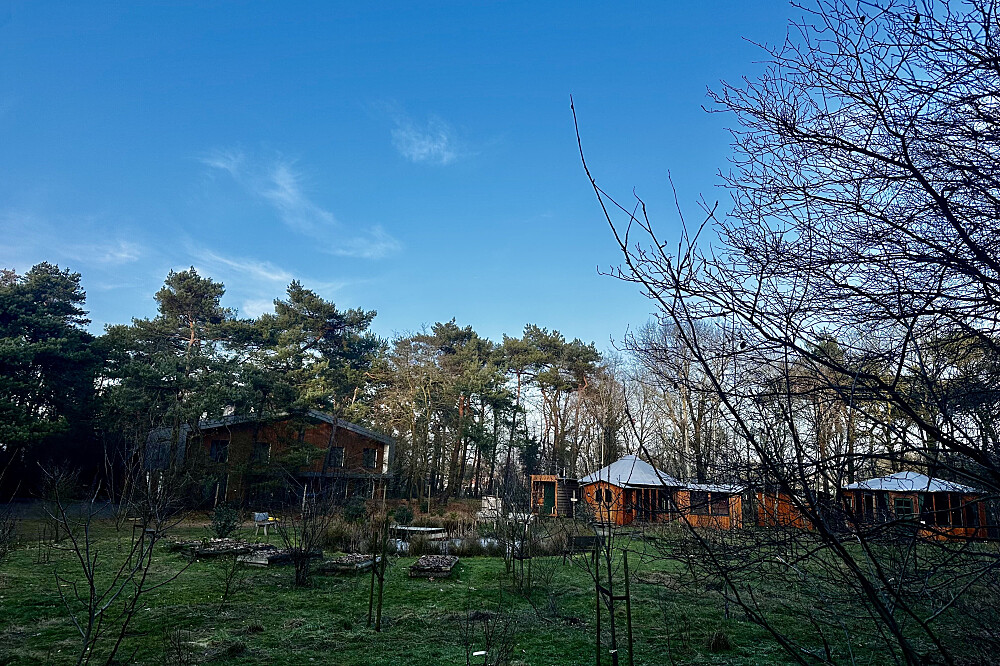 3 Day Ayahuasca Ceremony Weekend in The Netherlands 5