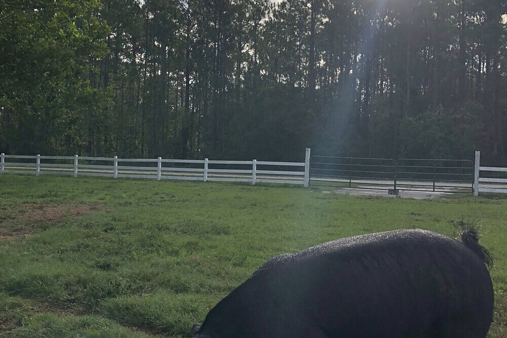 Retraite de récupération après le burn-out de 3 jours avec des animaux sauvés en Floride 23