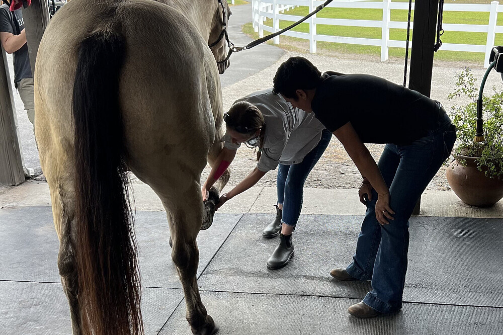 3 Day Burnout Recovery Retreat with Rescued Animals in Florida 5