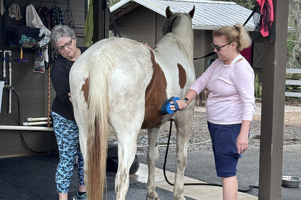 Retraite de récupération après le burn-out de 3 jours avec des animaux sauvés en Floride 6