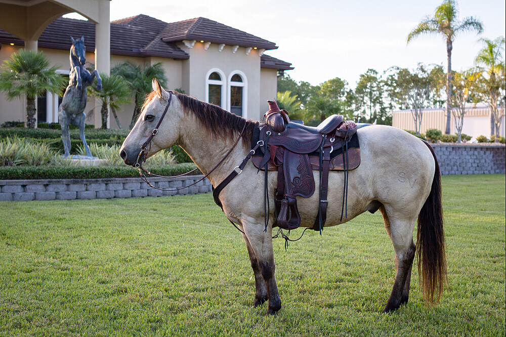 3 Day Burnout Recovery Retreat with Rescued Animals in Florida