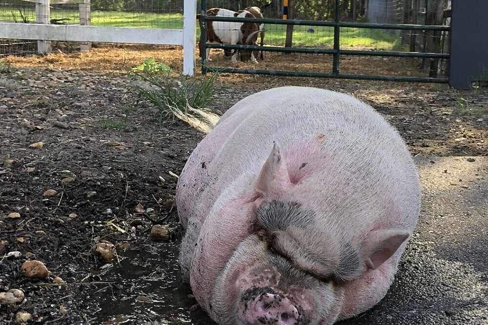 Retraite de récupération après le burn-out de 3 jours avec des animaux sauvés en Floride 12