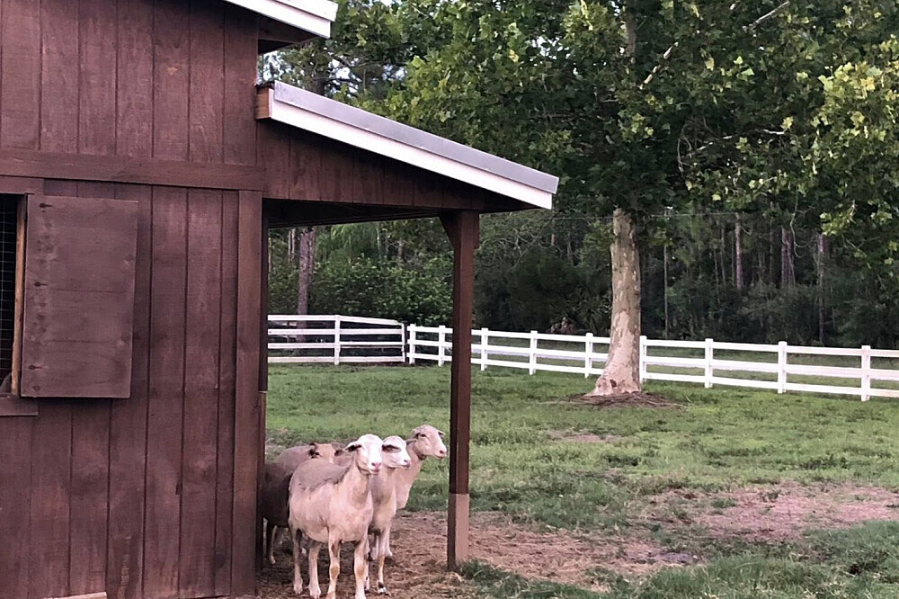 3 Day Grief and Loss Healing Retreat with Animals in Florida, US 22