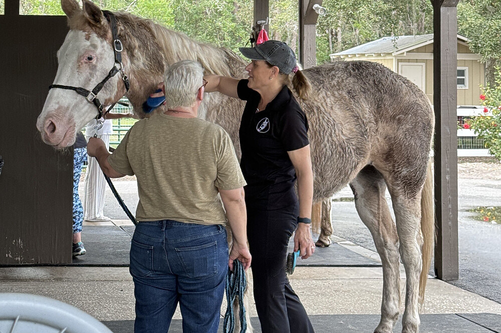 3 Day Grief and Loss Healing Retreat with Animals in Florida, US 3