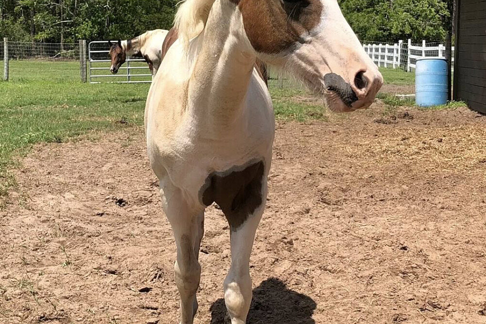 3 Day Grief and Loss Healing Retreat with Animals in Florida, US 17
