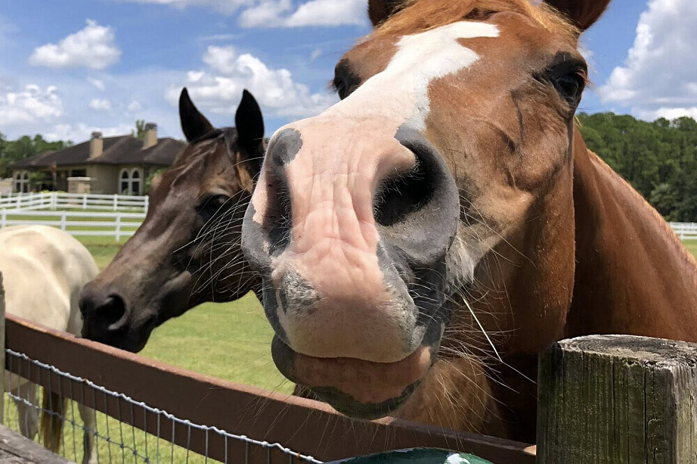 3 Day Grief and Loss Healing Retreat with Animals in Florida, US 2