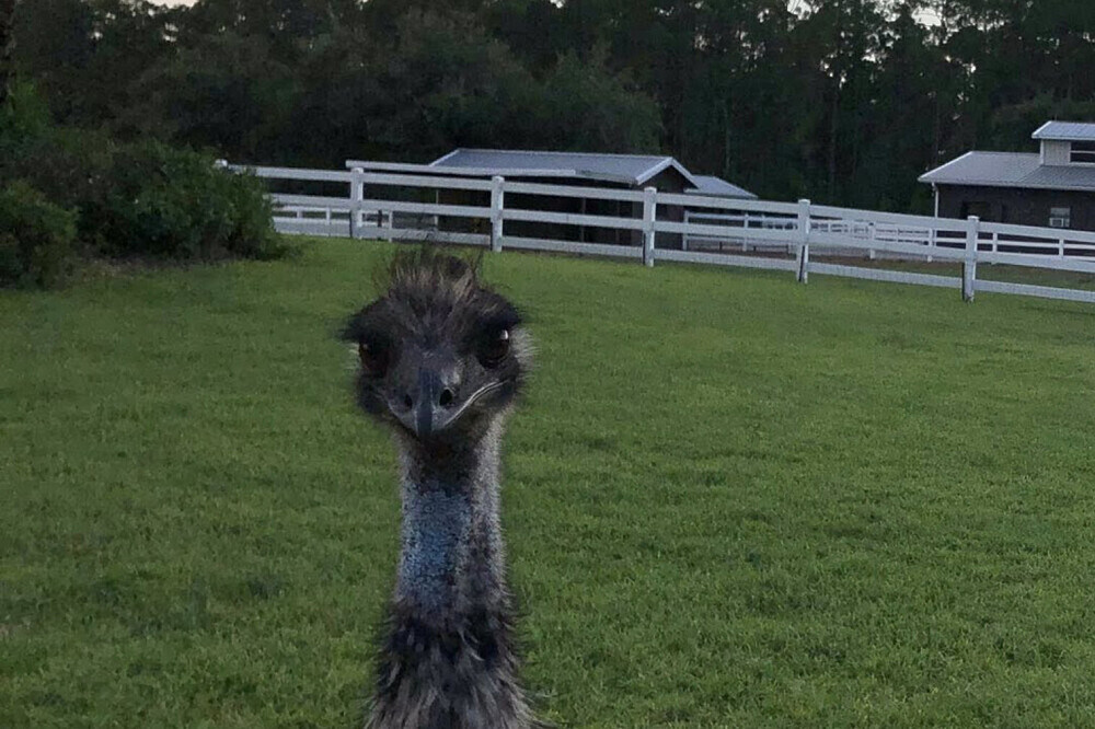 3 Day Grief and Loss Healing Retreat with Animals in Florida, US 19