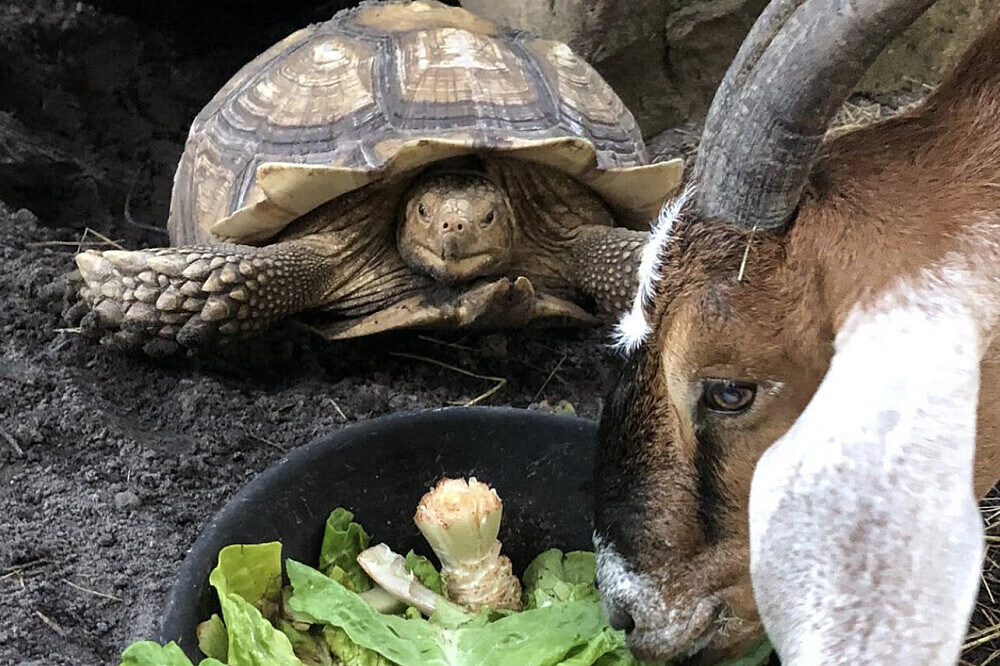 3 Day Grief and Loss Healing Retreat with Animals in Florida, US 18
