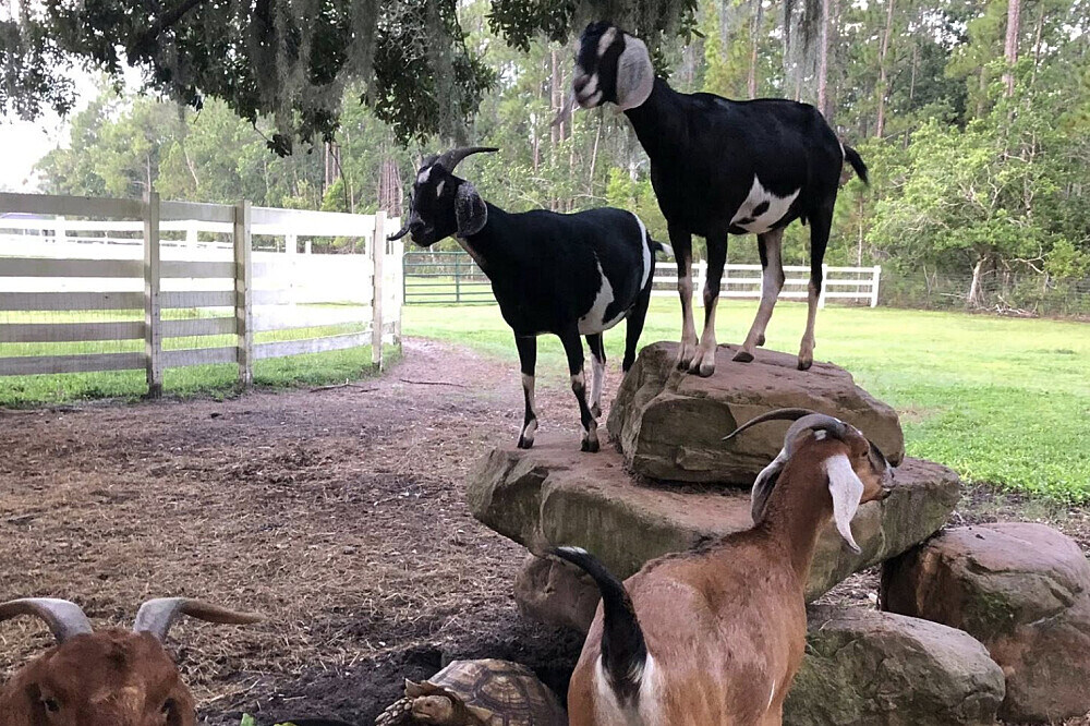 3 Day Grief and Loss Healing Retreat with Animals in Florida, US 15