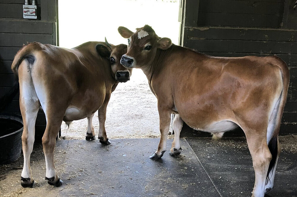 3 Day Grief and Loss Healing Retreat with Animals in Florida, US 12
