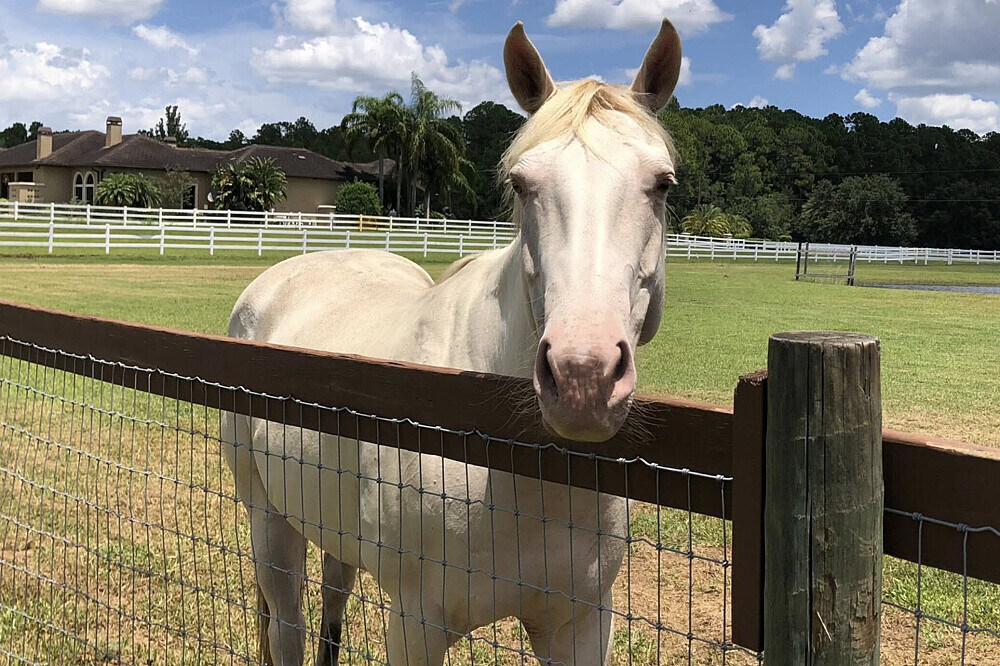 3 Day Grief and Loss Healing Retreat with Animals in Florida, US 20