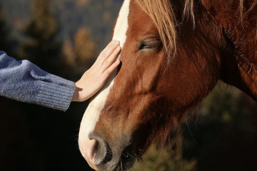 Retiro Intuitivo e Livre de 3 Dias: Escrita Corporal com Cavalos, NH, EUA 12