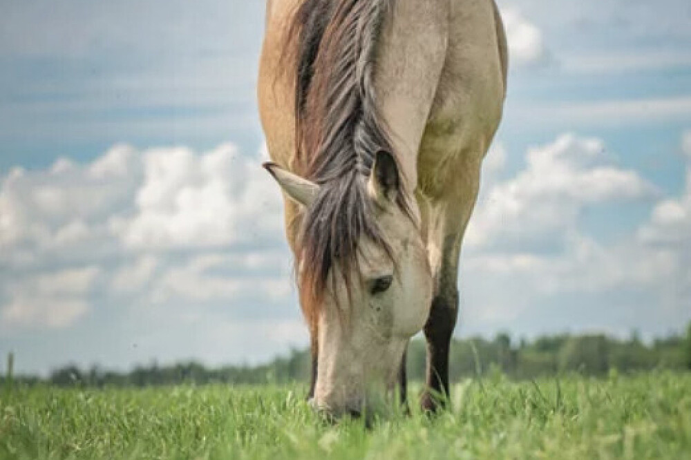 Retiro Intuitivo e Livre de 3 Dias: Escrita Corporal com Cavalos, NH, EUA 7