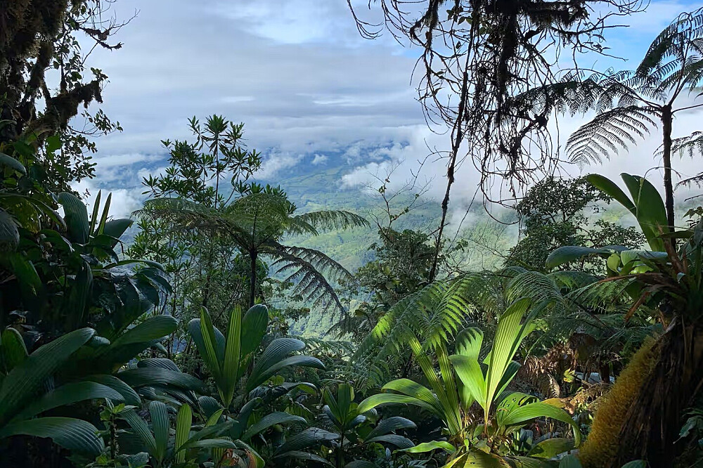 3 Day Private Psylocibin - Coming Home - Retreat, Costa Rica 3