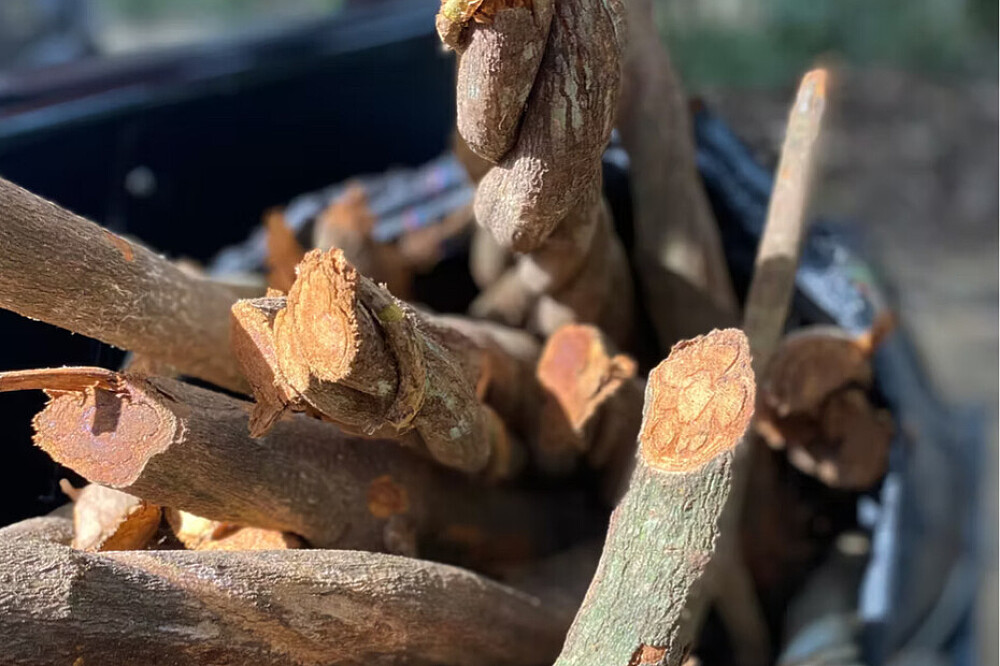 3 Day Psilocybin Ceremony in Colorado, USA