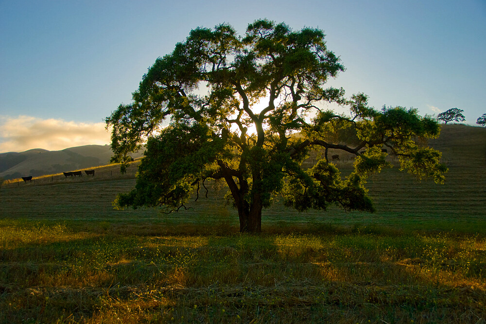4 Day Art of Breathwork for Wellness & Stress Reduction, CA, US 5