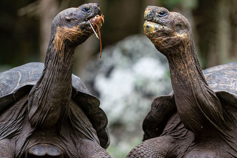 4 Day Manifestation & Yoga in the Galapagos Islands 2