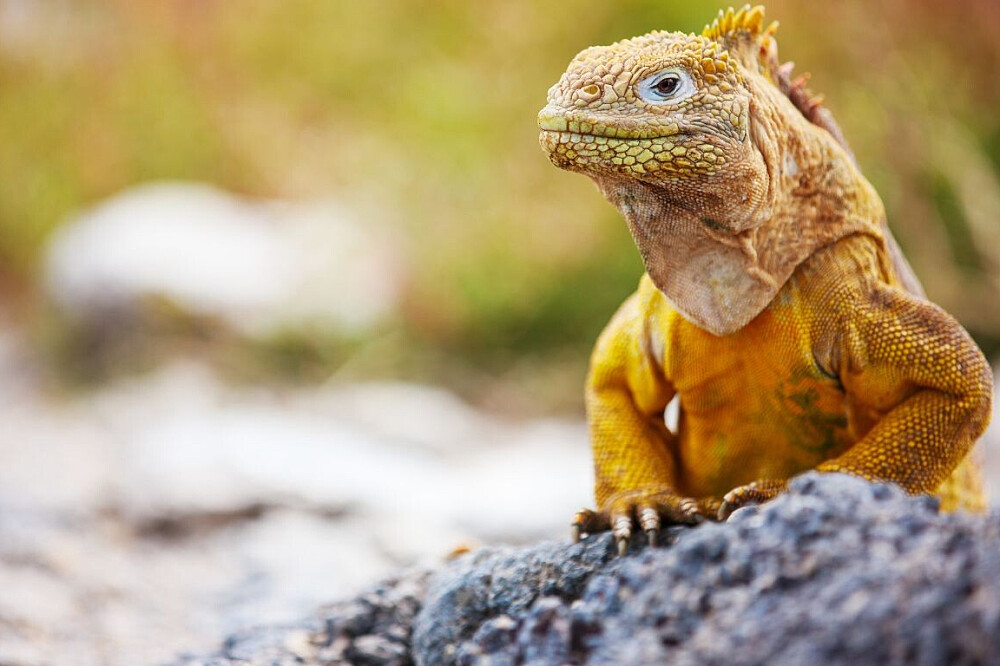 4 Day Manifestation & Yoga in the Galapagos Islands 4