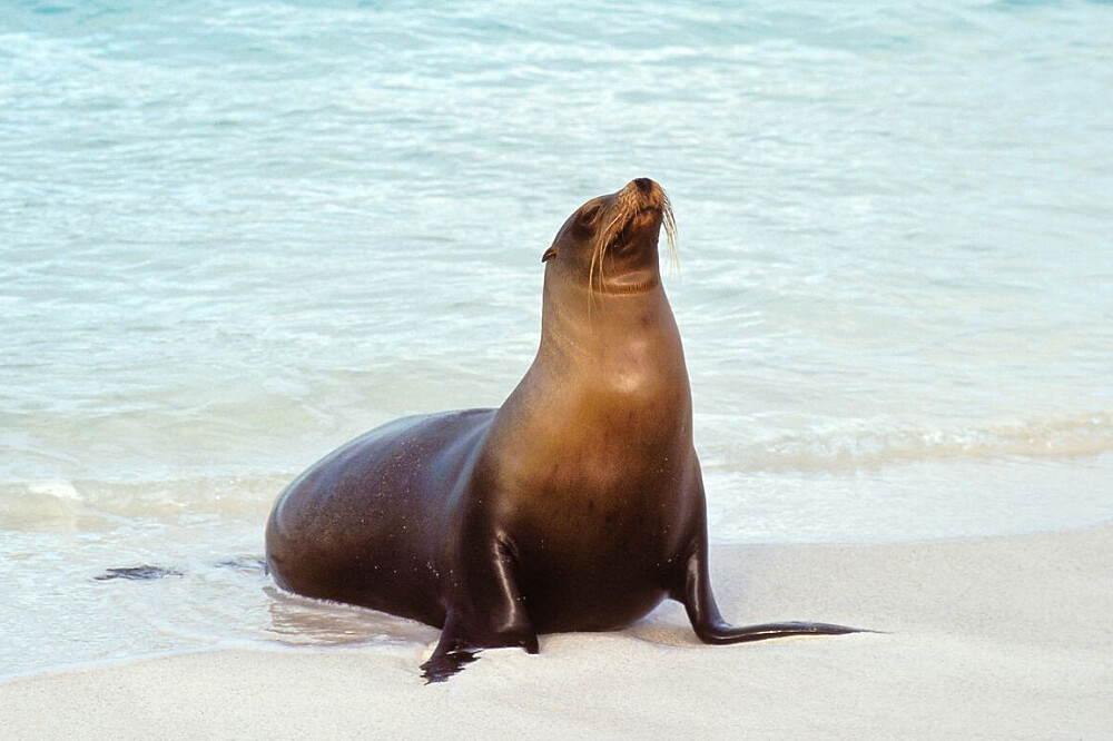 4 Day Manifestation & Yoga in the Galapagos Islands 3