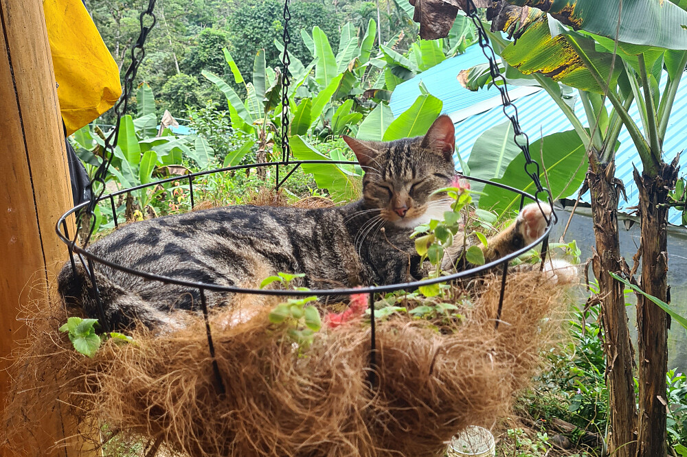 Retiro de 4 Dias para Reconectar, Recarregar e Relaxar: Yoga e Natureza, Costa Rica 15