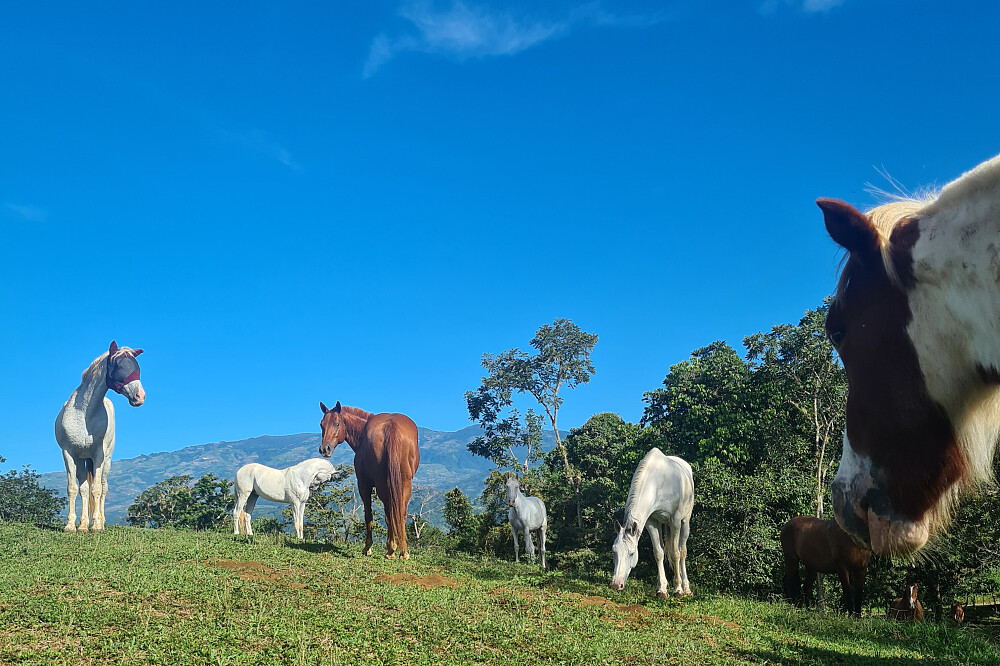 Retiro de 4 Dias para Reconectar, Recarregar e Relaxar: Yoga e Natureza, Costa Rica 18
