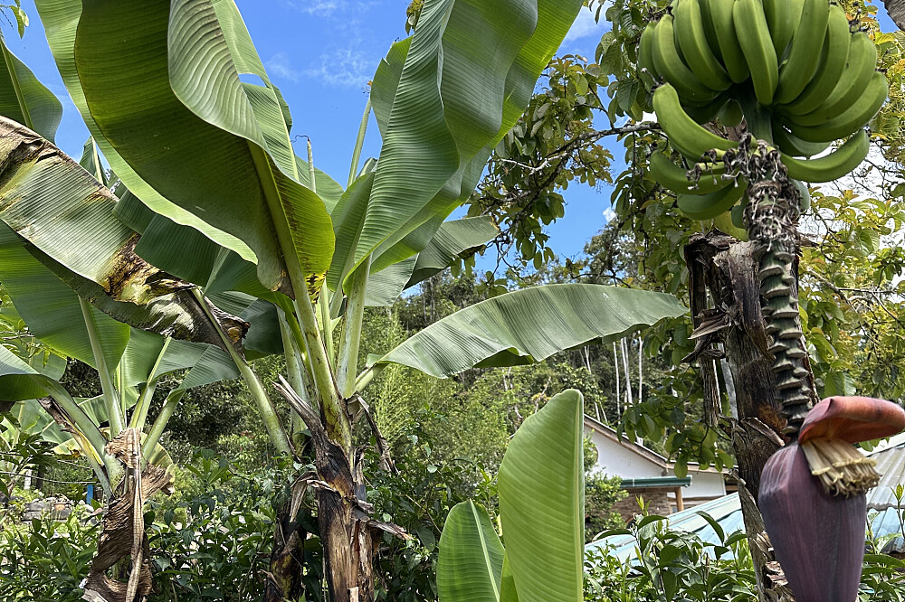 Retiro de 4 Dias para Reconectar, Recarregar e Relaxar: Yoga e Natureza, Costa Rica 14