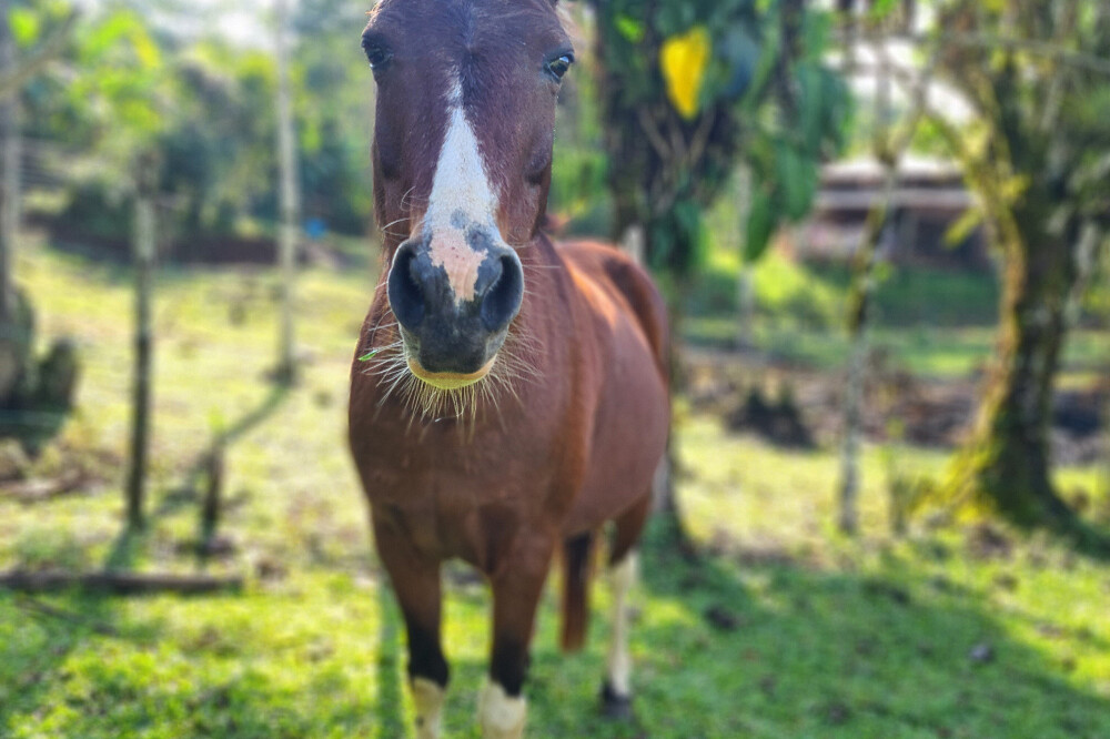 Retiro de 4 Dias para Reconectar, Recarregar e Relaxar: Yoga e Natureza, Costa Rica 17