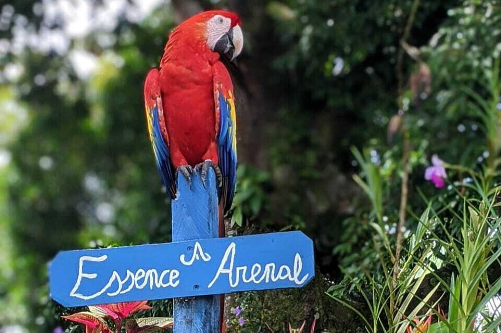 Ritiro di yoga di 4 giorni nella foresta pluviale a El Castillo, Costa Rica 11