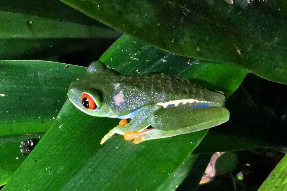4 Day Rainforest Yoga Retreat - El Castillo, Costa Rica
