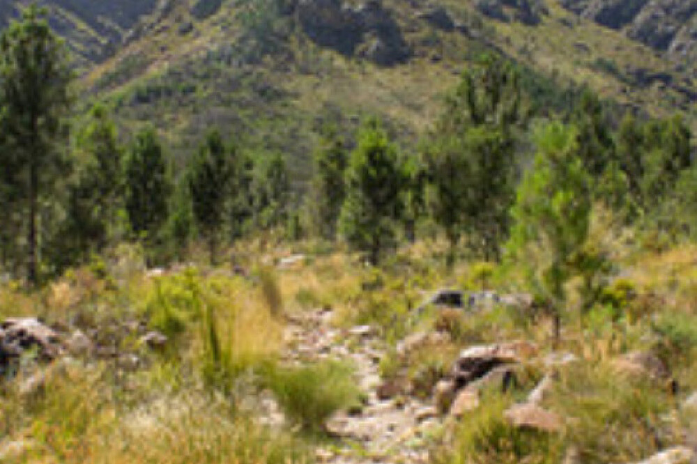 4 Day "Rewilded Woman" Shamanic Retreat, Cape Town, South Africa 4