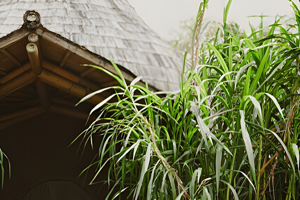 3 dagen Sound Healing-training op Bali, Indonesië 12