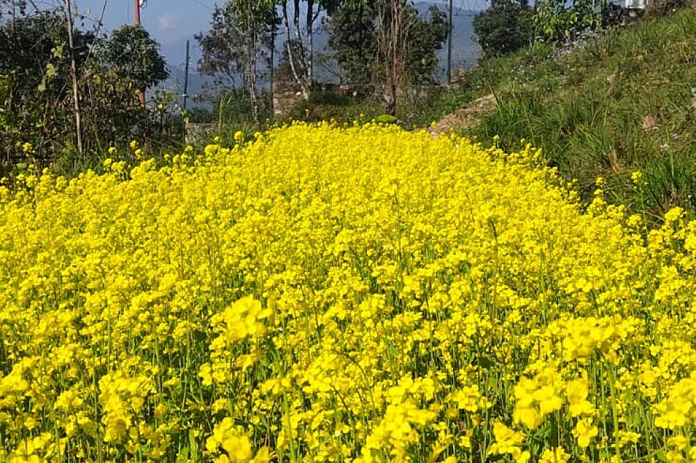 4 Tage Transformations-Meditationsretreat in Pokhara, Nepal 21