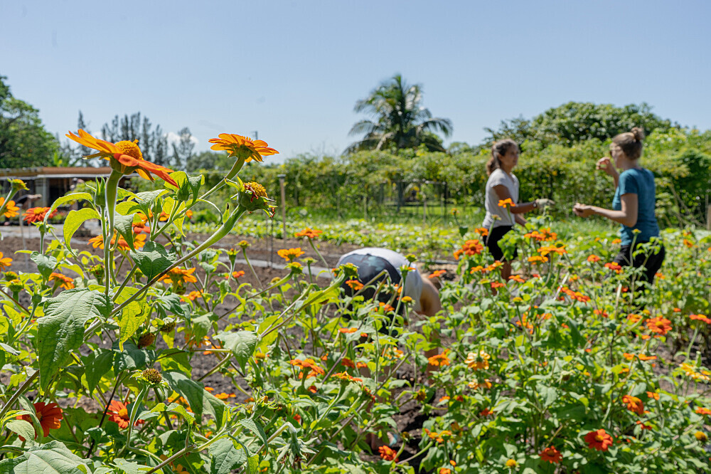 4 Daagse Ayurvedische Detox Weekend Retreat in Florida, VS 12